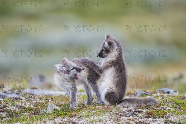 Arctic foxes (Vulpes lagopus), playing puppies, Varanger, Finnmark, Norway, Europe