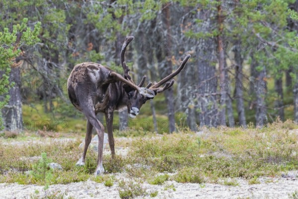 Reindeer (Rangifer tarandus) rubs with hind leg at antler velvet, Dalarna, Sweden, Europe