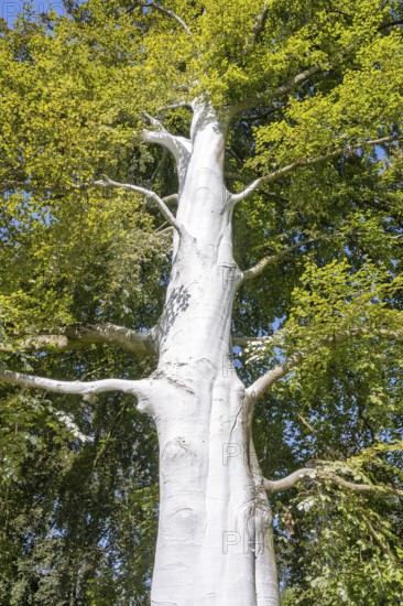 Limed tree trunk on a copper beech (Fagus sylvatica) as protection against frost, stress cracks and pests, Canton Thurgau, Switzerland, Europe