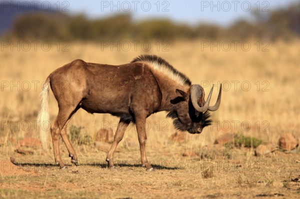 White-tailed gnu (Connochaetes gnou), Mountain Zebra National Park, South Africa, wildebeest, l.s, Africa