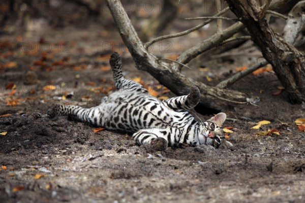 Ocelot (Leopardus pardalis) male, Honduras, Central America