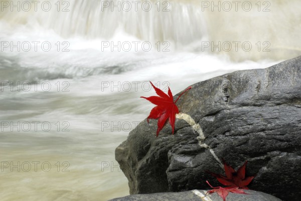Japanese (Acer japonicum aconitifolium) maple, leaves on stones