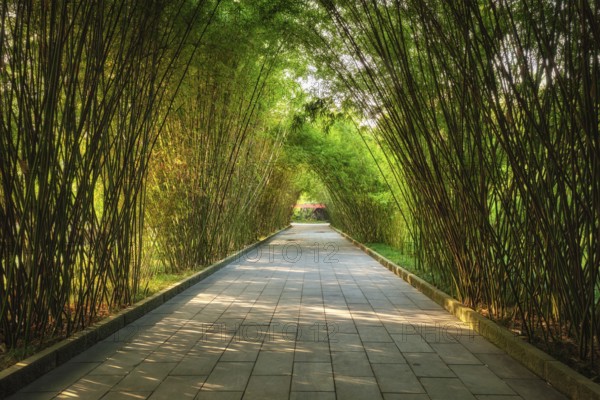 Path in bamboo forest brove in Wangjiang Pavilion (Wangjiang Tower) Wangjianglou Park. Chengdu, Sichuan, China, Asia