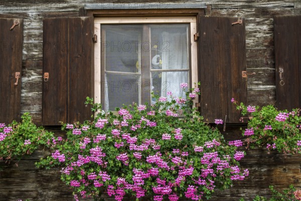 Window with geraniums on an old wooden house m in Zollstraße, Oberstdorf, Oberallgäu, Allgäu, Swabia, Bavaria, Germany, Europe