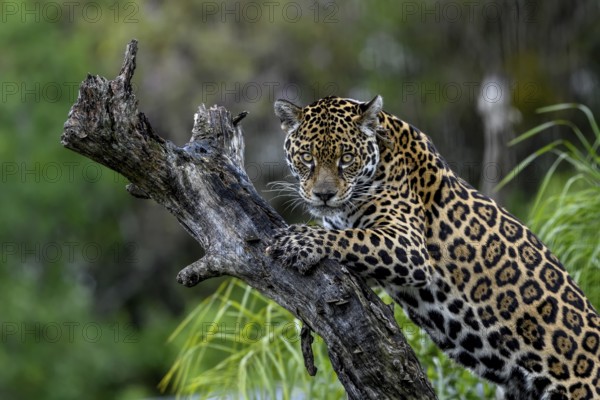 Jaguar (Panthera onca) with radio collar on gnarled tree trunk, captive, Conservation Land Trust breeding station, Iberá Project, Esteros del Iberá, San Alonso Island, Corrientes Province, Argentina, South America