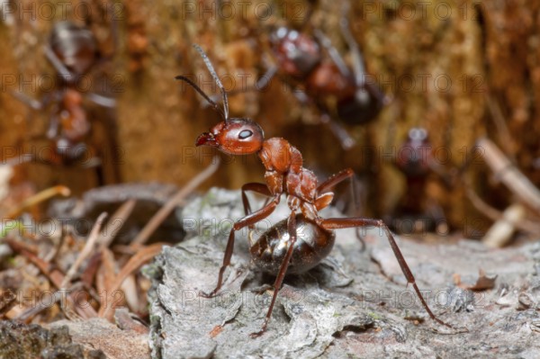 Wood Ant, defense position, Lower Saxony, Germany (Formica rufa)