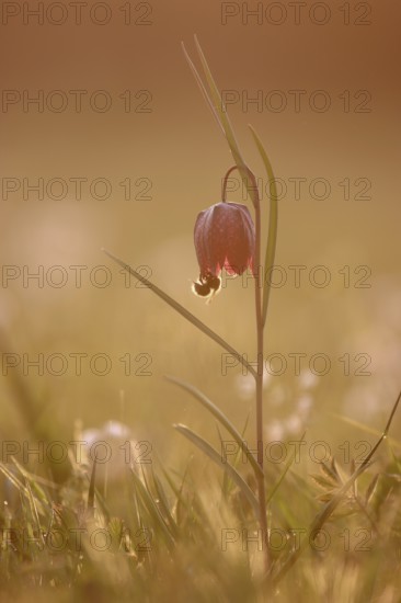 A bumblebee takes nectar from the flower of a snake's head fritillary (Fritillaria meleagris) in the golden evening light on a wet meadow, spring, Bavaria, Germany, Europe