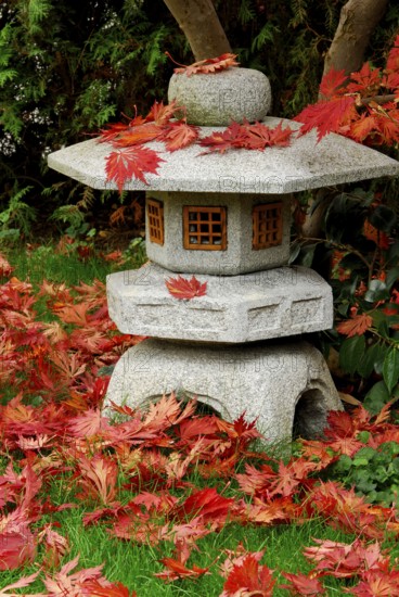 Japanese maple (Acer japonicum aconitifolium) , maple leaves on stone lantern, Japanese stone lantern, Japanese maple, Japanese garden, lantern, autumn leaves