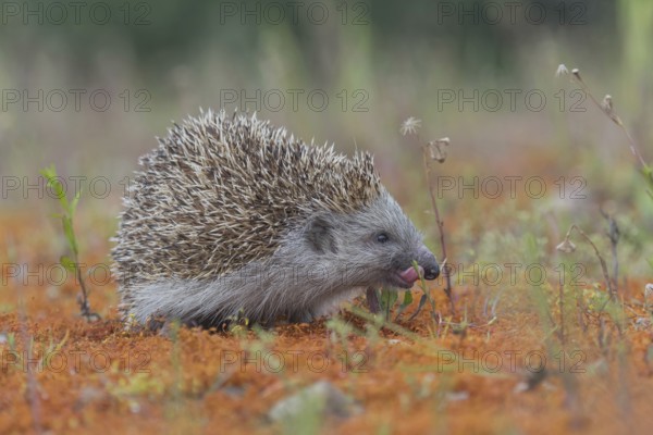 Hedgehog (Erinaceidae) licks snout with tongue, Upper Austria, Austria, Europe