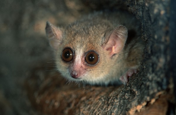 Lesser Mouse Lemur (Microcebus murinus), Grauer Mausmaki, Gewoehnlicher Mausmaki, Gewöhnlicher Mausmaki