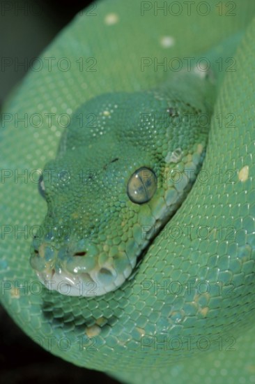 Green Tree Pythons (Morelia viridis)