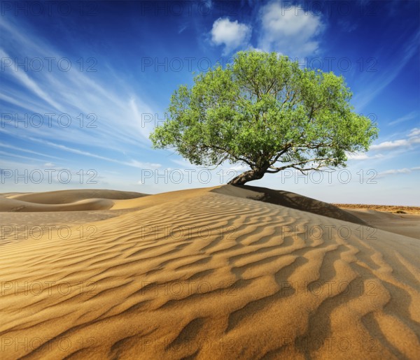 Life ecology solitude concept, lonely green tree in desert dunes