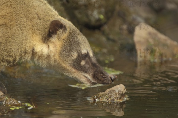 South American coati (Nasua nasua) at the water, portrait, nose, coatis, procyonids (Procyonidae), small bear, captive