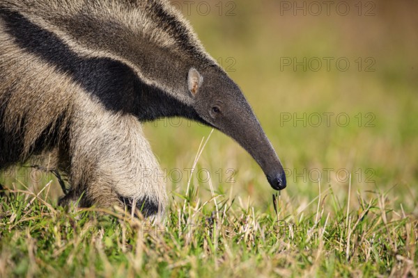Giant anteater (Myrmecophaga tridactyla) Pantanal Brazil