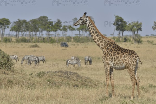 Masai Giraffe (Giraffa camelopardalis tippelskirchi) and Burchell's zebra (Equus quagga), Massai Mara, Serengeti, Rift Valley province, Kenya, Africa