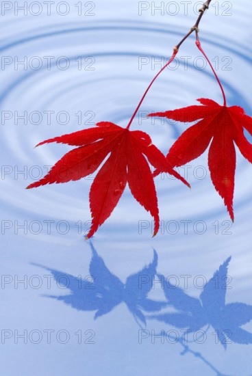 Leaves, Downy Japanese Maple (Acer japonicum) sycamore
