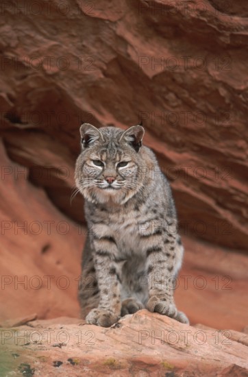 Bobcat (Lynx rufus)