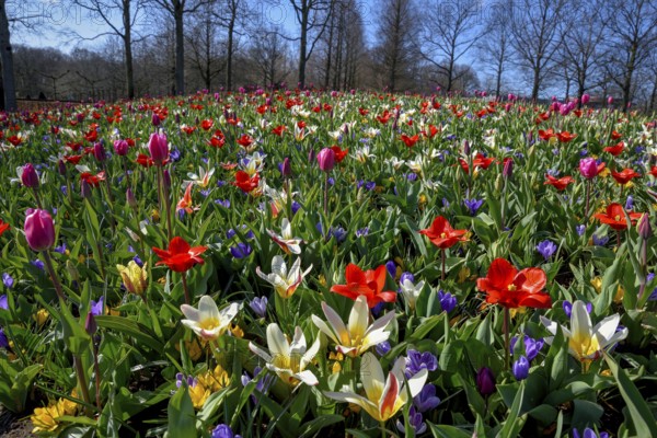 Flower splendour with colourful Tulips (Tulipa) and Crocus (Crocus) in spring, Keukenhof, Lisse, Province South Holland, Netherlands