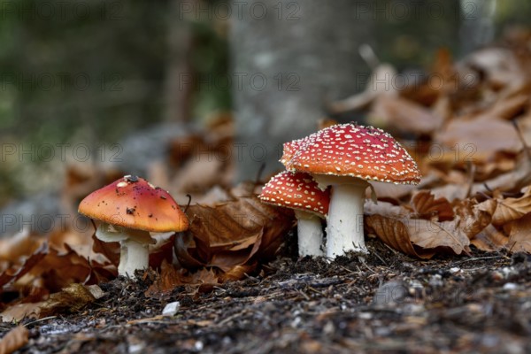 Fly agarics (Amanita muscaria) between autumn leaves, Ortenaukreis, Black Forest, Baden-Württemberg, Germany, Europe