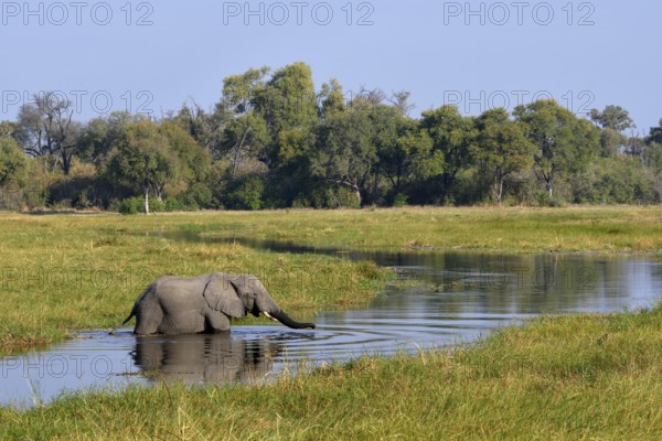 Elephant (Loxodonta africana) in swampy terrain, crosses the Khwai River, Khwai Region, North-West District, Okavango Delta, Botswana, Africa