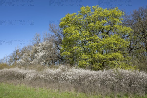 Forest edge, Norway maple (Acer platanoides) and blackthorn (Prunus spinosa), flowering, Thuringia, Germany, Europe