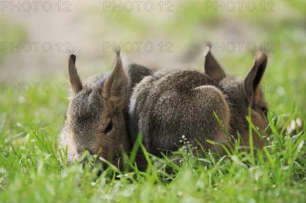 Patagonian mara (Dolichotis patagonum) or Greater Mara, juveniles, captive, occurrence in Argentina