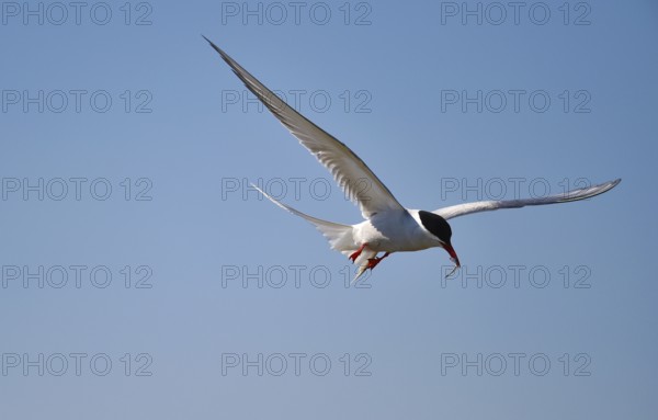 Arctic tern (Sterna paradisaea), flying with fish in its beak, Germany, Europe
