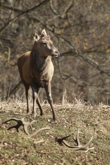 Red deer (Cervus elaphus) without antlers, has shed both poles, Allgäu, Bavaria, Germany, Europe