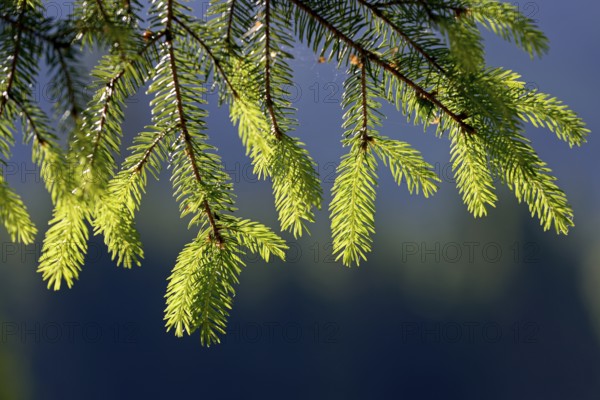 European spruce (Picea abies), twigs with fresh needle tips in backlight, Stillachtal near Oberstdorf, Allgäu Alps, Allgäu, Bavaria, Germany, Europe