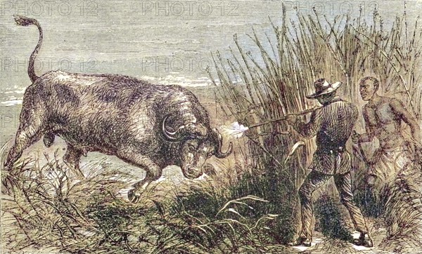 Hunting a buffalo, white hunter with rifle shoots the wildebeest, 1869, Botswana, Historic, digitally restored reproduction of a 19th century original, exact original date unknown, Africa