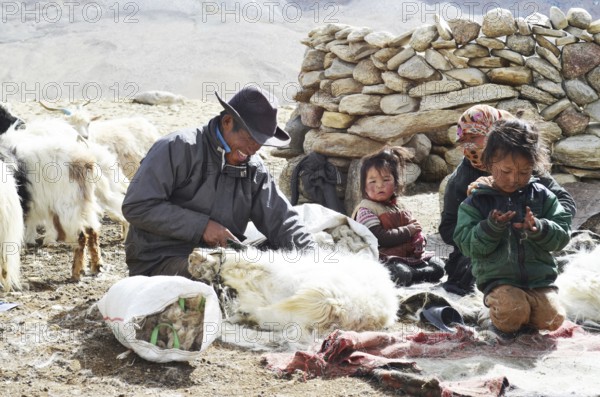 Pashmina goats