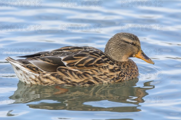 Mallard (Anas platyrhynchos), female swimming in water, Austria, Europe