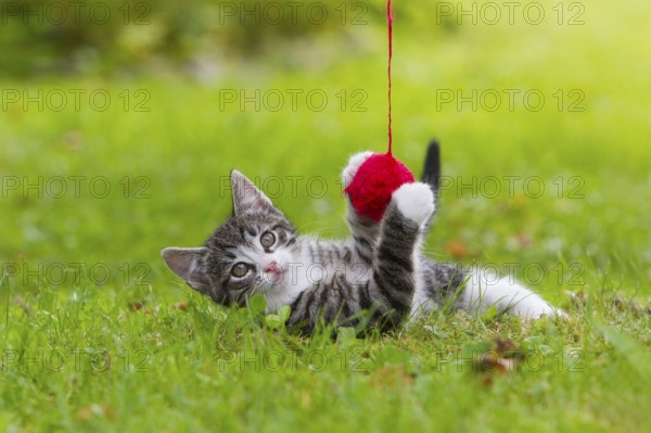 Domestic cat, kitten with a woolly club