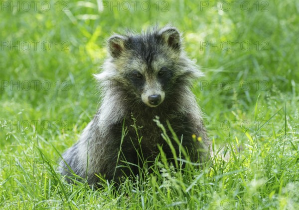 Raccoon dog (Nyctereutes procyonoides) sitting in a meadow, captive, Hesse, Germany, Europe