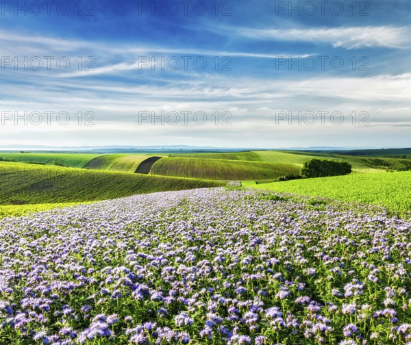 Rolling fields of Moravia, Czech Republic with purple flowers