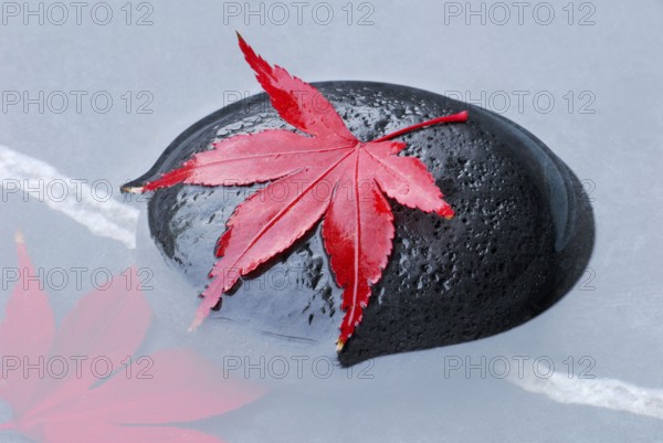 Downy Japanese Maple (Acer japonicum) , leaf on stone in water