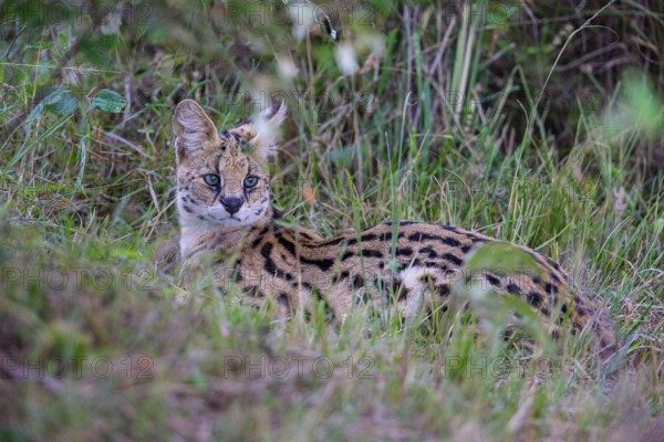 Serval (Leptailurus serval) Masai Mara Kenya