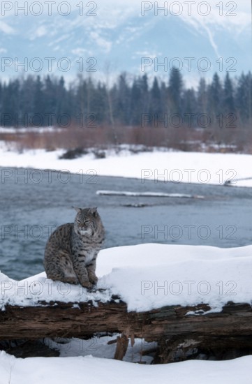 Bobcat (Lynx rufus), Rotluchs, Schnee, snow