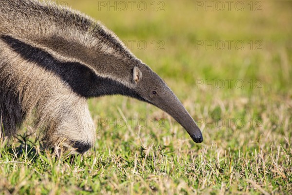 Giant anteater (Myrmecophaga tridactyla) Pantanal Brazil