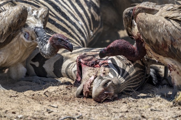 Many white-backed vulture (Gyps africanus) with bloody heads feeding on the carcass of a dead plains zebra (Equus quagga), Etosha National Park, Namibia, Africa