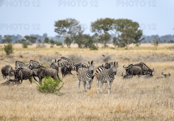 Blue wildebeests (Connochaetes taurinus) and plains zebra (Equus quagga) in dry grass, African savannah, Kruger National Park, South Africa, Africa