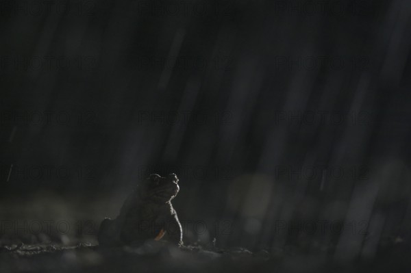 Common toad (Bufo bufo), single male, in the rain, on the way to the spawning waters, evening, toad migration, Bottrop, Ruhr area, North Rhine-Westphalia, Germany, Europe