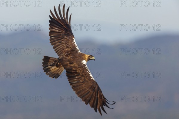 Spanish imperial eagle (Aquila adalberti), El Millaron Imperial Eagle Hid, Salorino, Extremadura Caceres, Spain, Europe