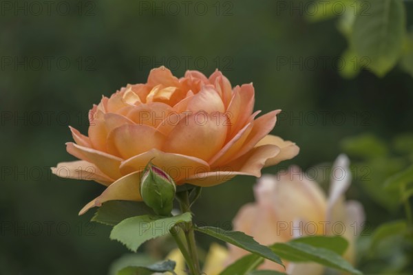 Rose (Rosa sp.), North Rhine-Westphalia, Germany, Europe