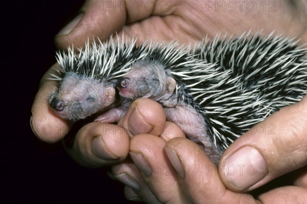 Orphaned one-week-old European hedgehog babies (Erinaceus europaeus) held by hand at animal shelter