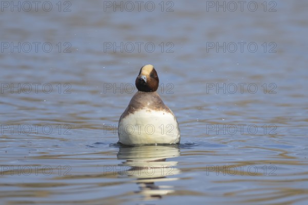 Eurasian wigeon (Mareca penelope) adult male duck on a lake, Suffolk, England, United Kingdom, Europe