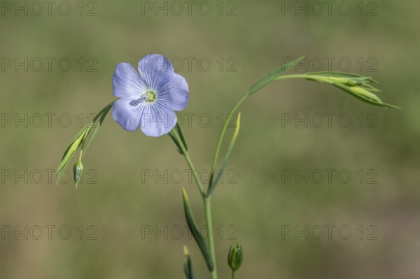 Flax (Linum ustatissimum), Emsland, Lower Saxony, Germany, Europe