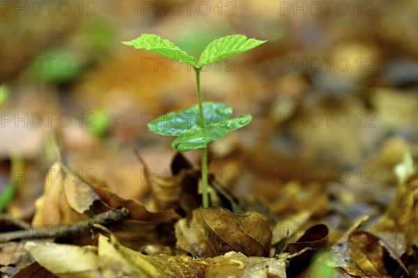 Seedling of copper beech (Fagus silvatica), Lower Rhine, North Rhine-Westphalia, Germany, Europe