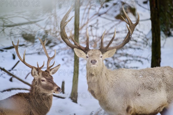 Red deer (Cervus elaphus) albino stag in a forest in winter, snow, Bavaria, Germany, Europe