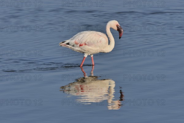 Lesser Flamingo (Phoenicopterus minor) standing in Lake Nakuru, Lake Nakuru National Park, near Nakuru, Rift Valley Province, Kenya, Africa